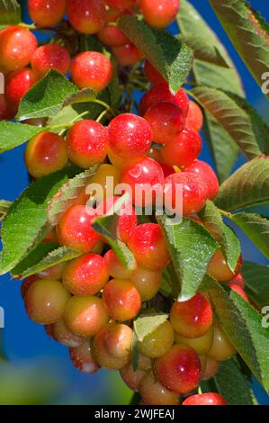 Königliche Anne Kirschen, Johnson Farm, Keizer, Oregon Stockfoto