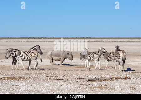 Schwarzes Nashorn (Diceros bicornis), erwachsenes Weibchen, das am Wasserloch trinkt, umgeben von einer Herde von Burchell-Zebras (Equus quagga burchellii), Etosha, Stockfoto