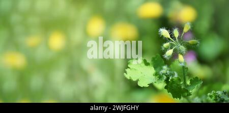 Die Blütezeit von Bäumen und Gräsern kann Allergien auslösen. Feder. Sonniger Tag. Gartenarbeit. Allergie. Pollen. Grünes natürliches Banner. Frühlingswiese und Stockfoto