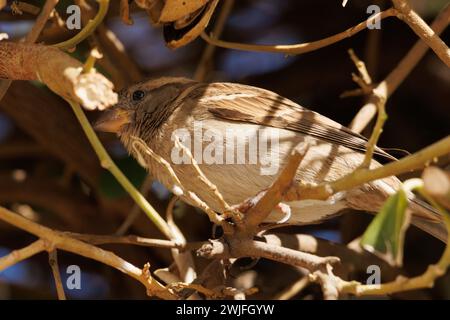 Weibliche Hausspatze (Passer domesticus) zwischen Buschzweigen in El Campello, Spanien Stockfoto