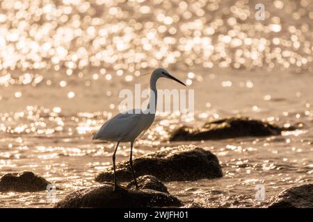Kleiner Egret (Egretta garzetta) mit Hintergrundbeleuchtung und goldenem Bokeh des Sonnenaufgangs im Mittelmeer, El Campello, Spanien Stockfoto