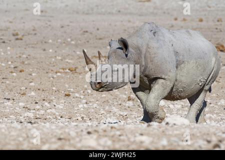 Schwarzes Nashorn (Diceros bicornis), erwachsenes Weibchen, bedeckt mit nassem Schlamm, zu Fuß in Richtung Wasserloch, Etosha Nationalpark, Namibia, Afrika Stockfoto