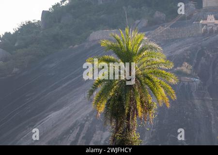 Eine einsame Palme hebt sich im sanften Licht des Abends vor der strukturierten Kulisse der Granithügel von Shravanabelagola hervor. Stockfoto