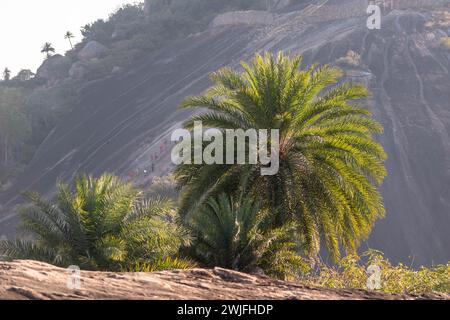 Eine einsame Palme hebt sich im sanften Licht des Abends vor der strukturierten Kulisse der Granithügel von Shravanabelagola hervor. Stockfoto