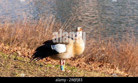 Colt Goose steht neben dem Wasser während des Sonnenaufgangs in der Natur Stockfoto