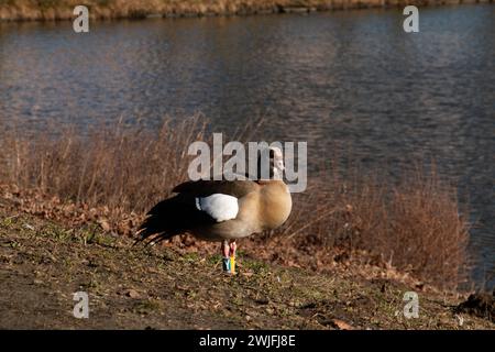 Colt Goose steht neben dem Wasser während des Sonnenaufgangs in der Natur Stockfoto