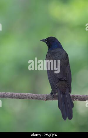 Gemeiner Grackle, Quiscalus quiscula, thront auf einem Zweig im Frühjahr, Brownsburg-Chatham, Quebec, Kanada Stockfoto
