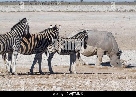 Schwarzes Nashorn (Diceros bicornis), erwachsenes Weibchen trinkt am Wasserloch, Burchell's Zebras (Equus quagga burchellii) stehen davor, Etosha NP, Stockfoto