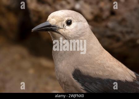 Clarks Nussknacker (Nucifraga columbiana), Cabin Lake Viewing Blind, Deschutes National Forest, Oregon Stockfoto