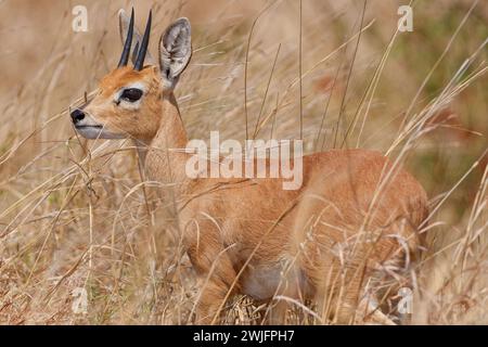 Steenbok (Raphicerus campestris), erwachsener Mann, der in hohem, trockenem Gras steht, aufmerksam, Tierporträt, Kruger-Nationalpark, Südafrika, Afrika Stockfoto