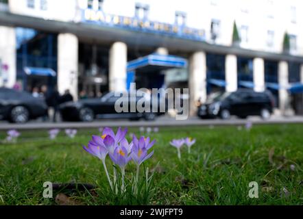 München, Deutschland. Februar 2024. Vor dem Hotel Bayerischer Hof blühen Krokusse. Die 60. Münchner Sicherheitskonferenz (MSC) findet vom 16. Bis 18. Februar 2024 im Hotel Bayerischer Hof in München statt. Quelle: Sven Hoppe/dpa/Alamy Live News Stockfoto