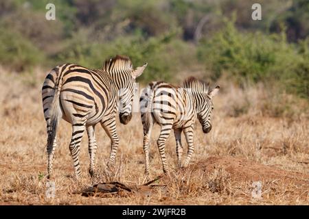 Burchell's Zebras (Equus quagga burchellii), Erwachsener mit Zebrafohlen, die in Trockenrasen wandern, Kruger-Nationalpark, Südafrika, Afrika Stockfoto