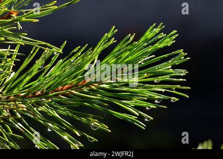 Lodgepole-Kiefernnadeln (Pinus contorta) entlang des North Fork Trail oberhalb der Tumalo Falls, Deschutes National Forest, Oregon Stockfoto