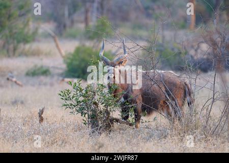 Nyala (Tragelaphus angasii), erwachsener Mann, der auf trockenem Grasland steht, aufmerksam, Tierporträt, Abendlicht, Kruger-Nationalpark, Südafrika, Afrika Stockfoto