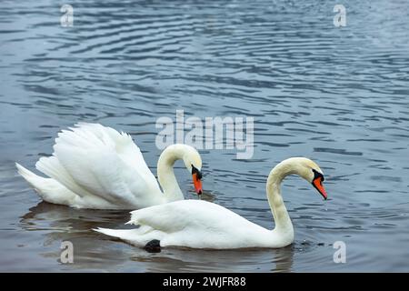 Ein Paar weißer Schwäne schwimmen an einem Wintermorgen auf der Oberfläche des Flusses. Stockfoto