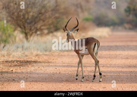 Gemeiner Impala (Aepyceros melampus), erwachsener Mann, der die Feldstraße überquert, früh morgens, Kruger-Nationalpark, Südafrika, Afrika Stockfoto