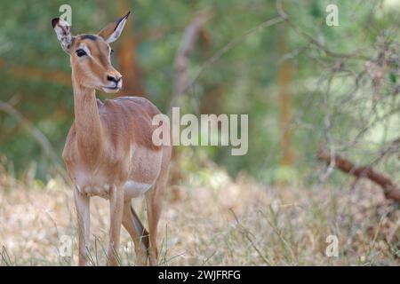 Gemeiner Impala (Aepyceros melampus), erwachsenes Weibchen, das in hohem, trockenem Gras steht, aufmerksam, Tierporträt, Kruger-Nationalpark, Südafrika, Afrika Stockfoto