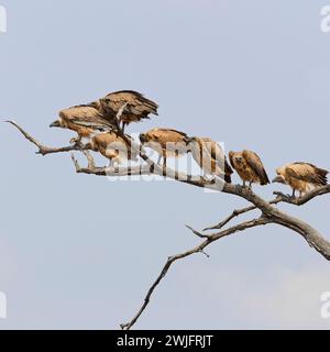 Weissgeier (Gyps africanus), eine Gruppe erwachsener Geier, die auf einem Ast auf einem Baum thront und weit weg blickt, Kruger NP, Südafrika Stockfoto