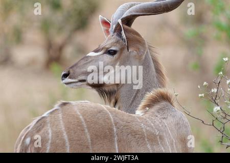 Grosskudu (Tragelaphus strepsiceros), erwachsener Mann, aufmerksam, Nahaufnahme des Kopfes, Tierporträt, Kruger-Nationalpark, Südafrika, Afrika Stockfoto