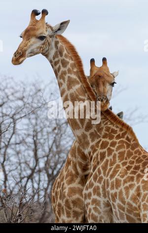 Südafrikanische Giraffen (Giraffa camelopardalis giraffa), zwei Erwachsene gegeneinander, zeigen Zuneigung, Kruger-Nationalpark, Südafrika Stockfoto