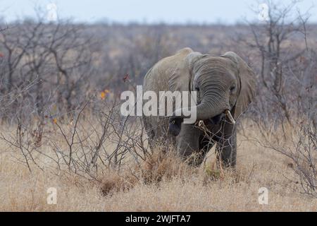 Afrikanischer Buschelefant (Loxodonta africana), Junge im Dickicht, die sich an Zweigen ernähren, Kruger-Nationalpark, Südafrika, Afrika Stockfoto