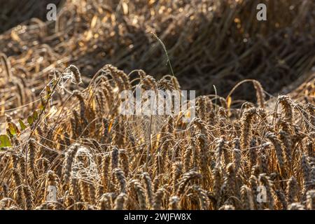 Taufende Spinnweben zwischen Ohren von reifem Weizen an einem Sommermorgen Stockfoto