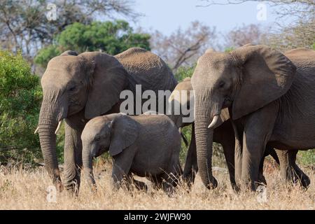 Afrikanische Buschelefanten (Loxodonta africana), Herde, Erwachsene mit zwei Jungen, die im trockenen Gras spazieren, Kruger-Nationalpark, Südafrika, Afrika Stockfoto