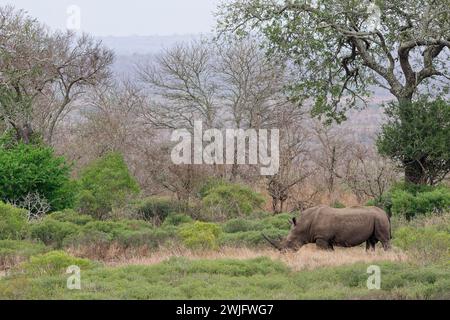 Südliches weißes Nashorn (Ceratotherium simum), erwachsenes männliches Futter im Dickicht, Morgenlicht, Kruger-Nationalpark, Südafrika, Afrika Stockfoto