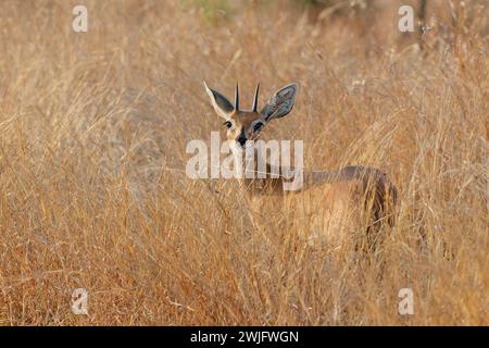 Steenbok (Raphicerus campestris), erwachsener Mann, der in hohem, trockenem Gras steht, mit Blick auf die Kamera, Alarm, Kruger-Nationalpark, Südafrika, Afrika Stockfoto