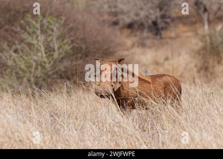 Gewöhnliches Warzenschwein (Phacochoerus africanus), erwachsenes Männchen, das in hohem, trockenem Gras steht, mit Blick auf die Kamera, Alarm, Kruger-Nationalpark, Südafrika, Afrika Stockfoto