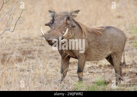 Südliches Warzenschwein (Phacochoerus africanus sundevallii), erwachsener Mann auf Trockenrasen mit Blick auf die Kamera, Tierporträt, Kruger NP, Südafrika, Afrika Stockfoto