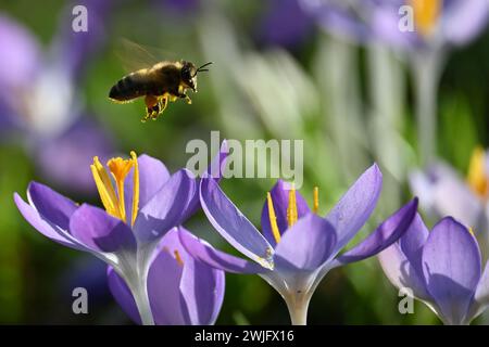 München, Deutschland. Februar 2024. Eine Biene fliegt über blühenden Krokussen im Luitpold Park. Quelle: Katrin Requadt/dpa/Alamy Live News Stockfoto