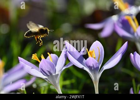 München, Deutschland. Februar 2024. Eine Biene fliegt über blühenden Krokussen im Luitpold Park. Quelle: Katrin Requadt/dpa/Alamy Live News Stockfoto