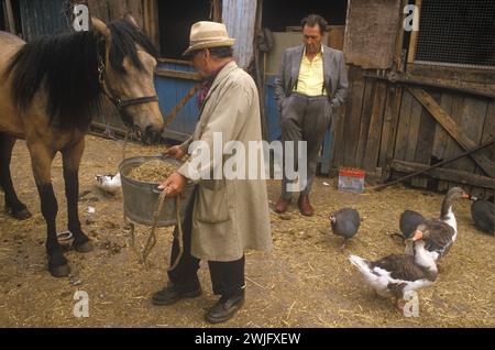 Hackney, London 1980s UK. Johnny Pinto's Totters Horth Court, Heimat von einheimischen Rumpelmenschen. Mann füttert ein arbeitendes Stadtpferd im Stallhof 1989. England HOMER SYKES. Stockfoto