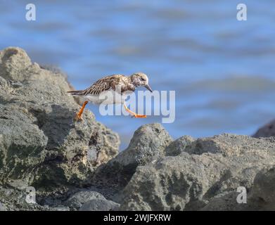 Ein roter Drehstein, Arenaria interpres, in nicht-brütendem Gefieder, der einen Fuß in der Luft an einem steinigen Ufer, Fuerteventura, den Kanarischen Inseln, einen Schritt vorwärts schreitet Stockfoto