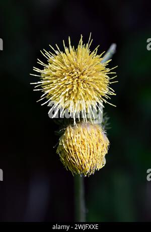 Gelbe Mariendistel, gelbe melancholische Mariendistel, Kleb-Kratzdistel, Cirse érisithalès, Cirsium erisithales, enyves aszat, Kroatien, Europa Stockfoto