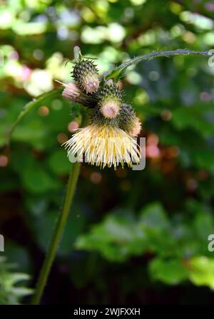 Gelbe Mariendistel, gelbe melancholische Mariendistel, Kleb-Kratzdistel, Cirse érisithalès, Cirsium erisithales, enyves aszat, Kroatien, Europa Stockfoto