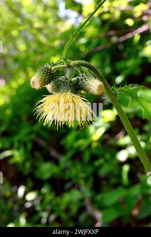 Gelbe Mariendistel, gelbe melancholische Mariendistel, Kleb-Kratzdistel, Cirse érisithalès, Cirsium erisithales, enyves aszat, Kroatien, Europa Stockfoto