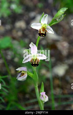 Bienenorchidee, Bienen-Ragwurz, Ophrys abeille, Ophrys apifera, méhbangó, Kroatien, Europa Stockfoto
