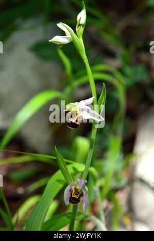 Bienenorchidee, Bienen-Ragwurz, Ophrys abeille, Ophrys apifera, méhbangó, Kroatien, Europa Stockfoto