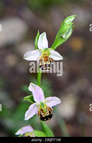 Bienenorchidee, Bienen-Ragwurz, Ophrys abeille, Ophrys apifera, méhbangó, Kroatien, Europa Stockfoto