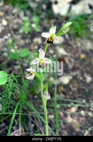 Bienenorchidee, Bienen-Ragwurz, Ophrys abeille, Ophrys apifera, méhbangó, Kroatien, Europa Stockfoto