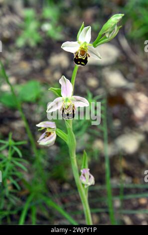 Bienenorchidee, Bienen-Ragwurz, Ophrys abeille, Ophrys apifera, méhbangó, Kroatien, Europa Stockfoto