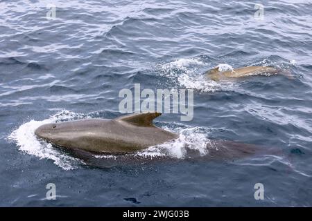 Eine Mutter eines Pilotwals führt ihr Kalb (Globicephala melas), deren Körper durch das Norwegische Meer schneiden Stockfoto