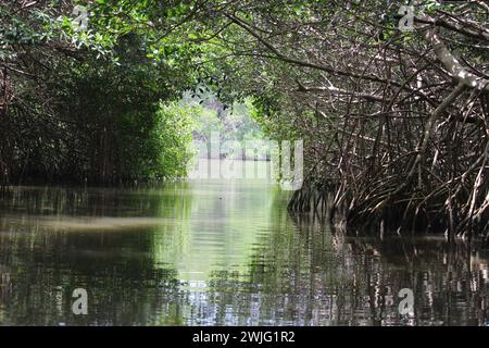 Mangrovenwald bei Ria Celestun, in der Nähe von Merida, auf der Halbinsel Yucatan Stockfoto