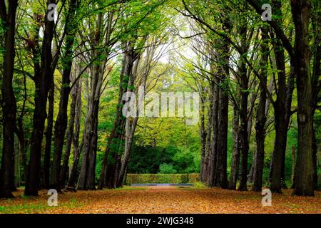 Herbstwald Stockfoto