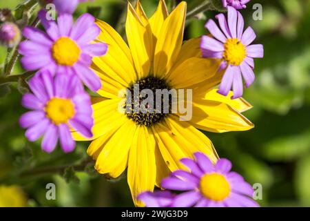 Südafrikanische Frühlingsblumen (Arctotis hirsuta) nah oder Makro im wilden Konzept saisonale Flora im Westkap Stockfoto