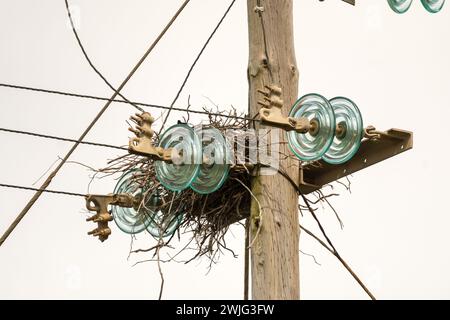 Vögel nisten auf einem Strommast und Drähten zwischen den Blitzableitern oder Isolatoren Stockfoto