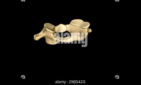 Der atlas (Plural: Atlanten) ist der erste Halswirbel, gemeinhin als C1 3D-Illustration bezeichnet Stockfoto