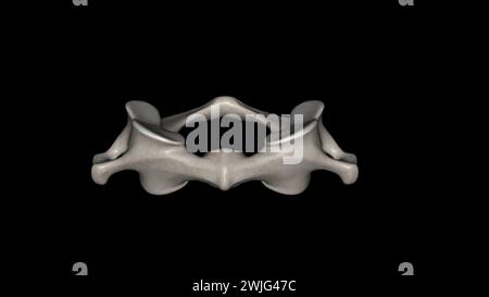 Der atlas (Plural: Atlanten) ist der erste Halswirbel, gemeinhin als C1 3D-Illustration bezeichnet Stockfoto